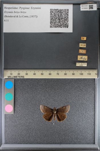 Media type: image;   Entomology 198862